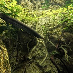 Amazon Basin - electric eel