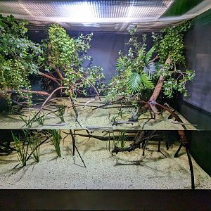 Amazon Basin - four eyed fish