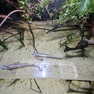 Amazon Basin - four eyed fish