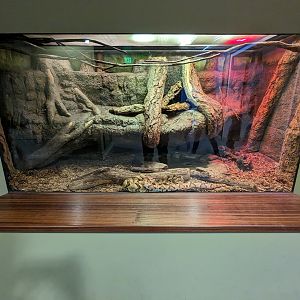 Amazon Basin - rattlesnake and copperhead