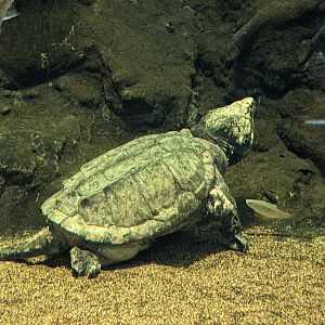 The Swamp - Alligator snapping turtle