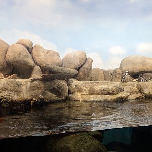 Natural History Museum - African penguins