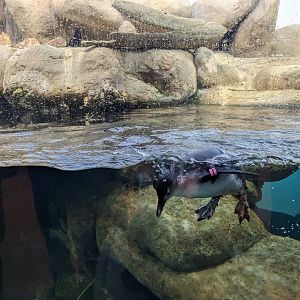 Natural History Museum - African penguins