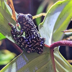 Natural History Museum - riggenbach reed frog