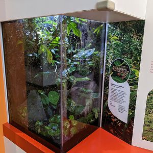 Natural History Museum - riggenbach reed frog