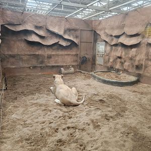 Cat-House White Lion Exhibit