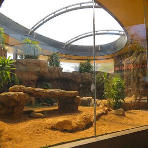 Komodo Dragon Exhibit