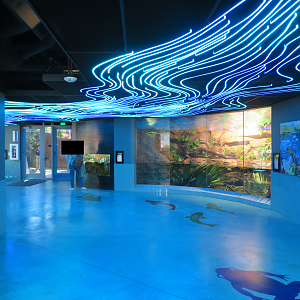 Cool Critters - Lower Floor