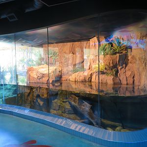 Giant Salamander Exhibit