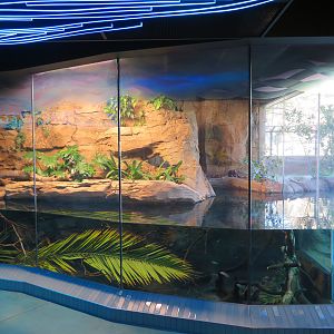 Lungfish Exhibit