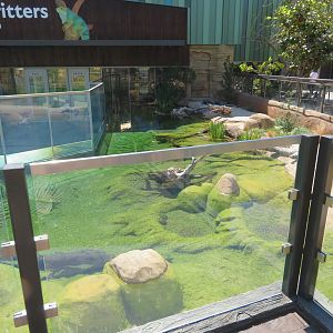 Cool Critters - Outdoor Turtle/Fish Pools