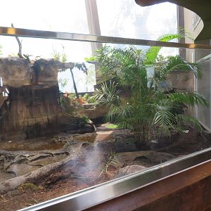 Coconut Crab Exhibit