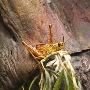 Eastern Lubber Grasshopper
