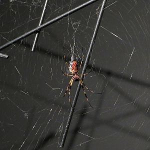 Golden Silk Orbweaver