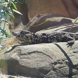 West African Dwarf Crocodile
