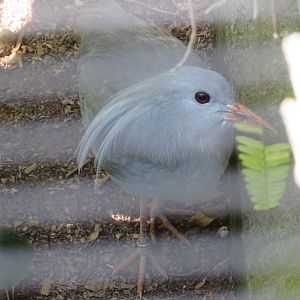 Kagu