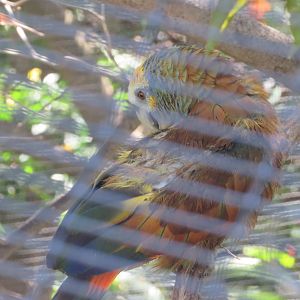 Saint Vincent Amazon