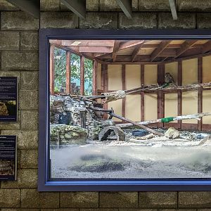 Great horned owl/Desert tortoise