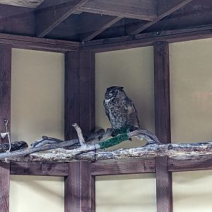 Great horned owl