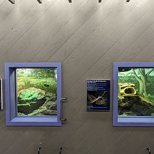 Gopher snake and Northern Pacific Rattlesnake