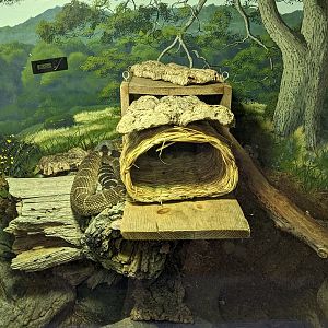 Northern Pacific Rattlesnake