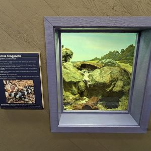 California Kingsnake