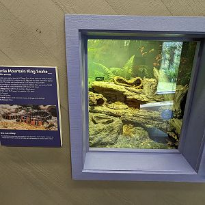 California mountain kingsnake