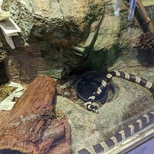 California Kingsnake