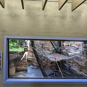 North American Porcupine