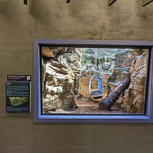 Bobcat enclosure from building