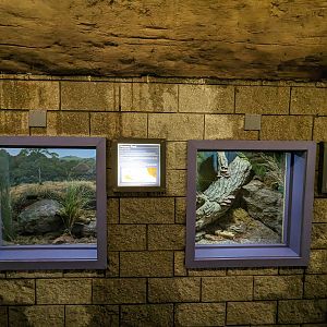 Western Toad and California tiger salamander