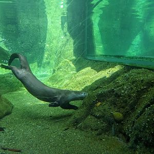 River otter under-water viewing window