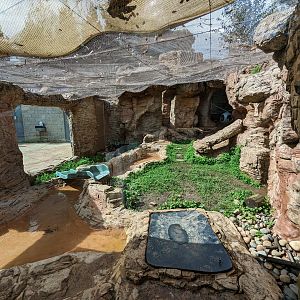 Common raccoon enslosure