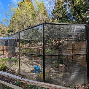 American crow aviary