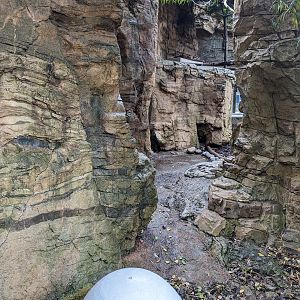 Gray Fox from exterior