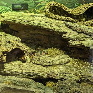 California mountain kingsnake