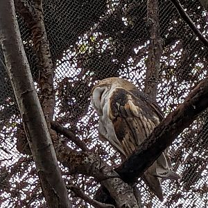 Barn owl