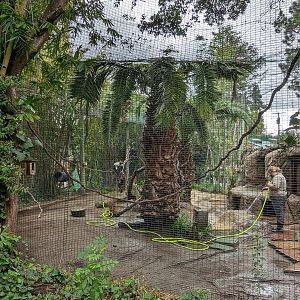 Red and white ruffed lemur habitat