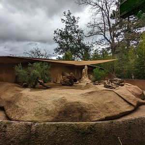 Meerkat habitat