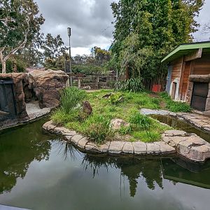 American alligator habitat