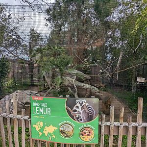 Ring-tailed lemur habitat