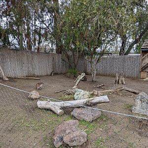 Wallaby habitat (1 of 3)