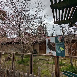 Turkey vulture habitat