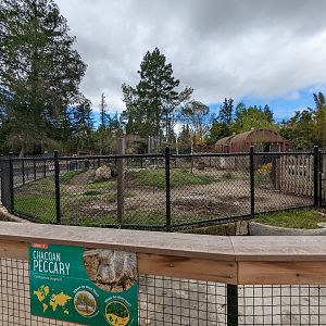 Chacoan Peccary yard