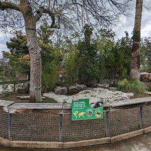 Sulcata tortoise yard