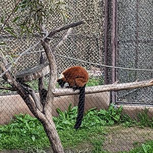 Red-ruffed lemur