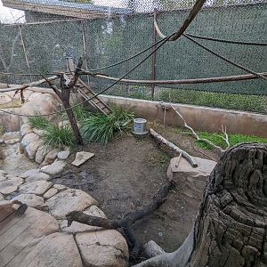 Red-ruffed lemur habitat #2