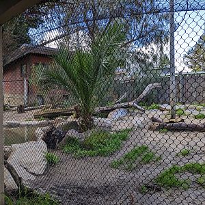 Giant anteater habitat