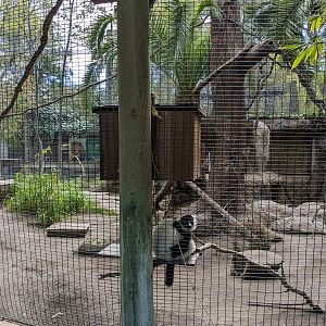 Black and White- Ruffed lemur