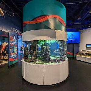 Perch and crab aquarium